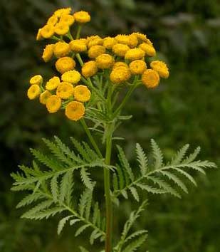common tansy
